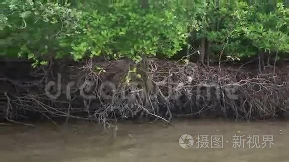 猴子经营红树林的根视频