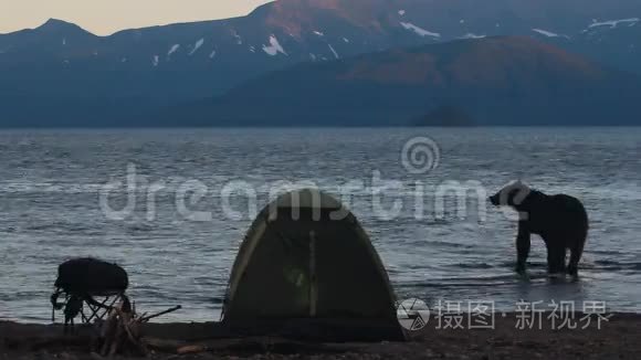 在露营地熊视频