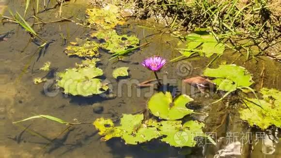 草岸透明浅水粉莲花视频