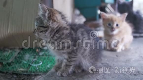 小灰白无家可归的小猫看镜头视频