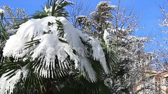 棕榈树被雪覆盖视频