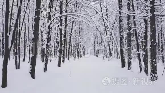 在森林中的小路上行走视频