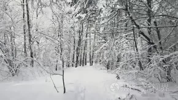 在森林中的小路上行走视频