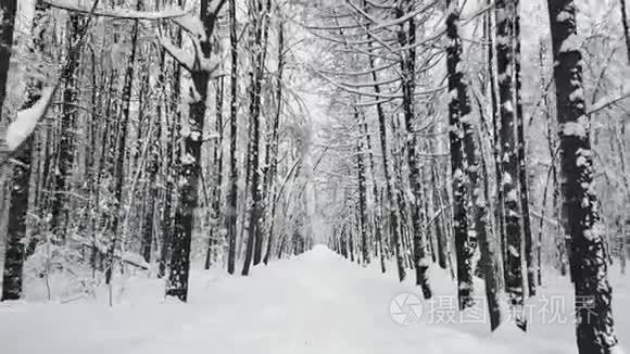 在森林中的小路上行走视频