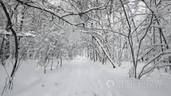 在森林中的小路上行走视频