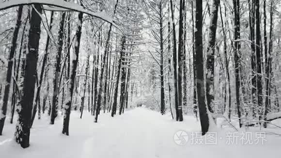 在森林中的小路上行走视频