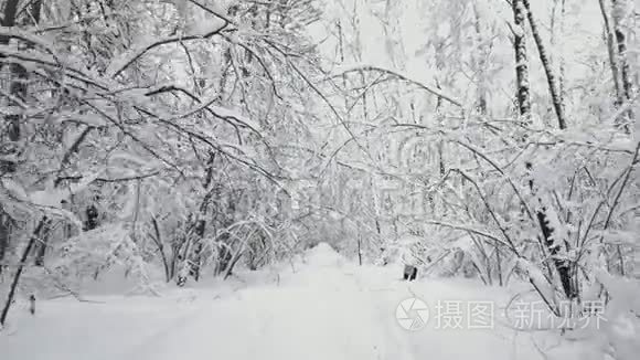 在森林中的小路上行走视频