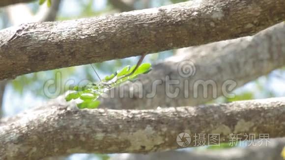 树叶被风吹过视频