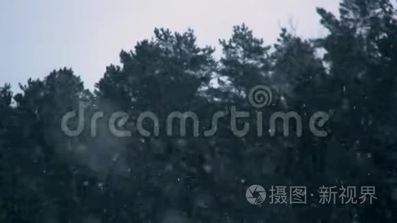 雪花在白色的天空中缓缓飘落视频