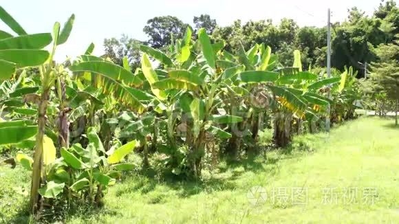 香蕉种植园视频