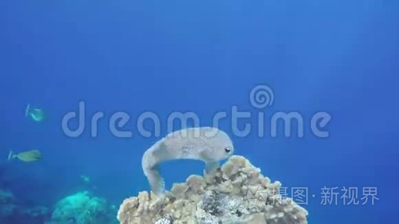 埃及萨法加沿岸的红海星河豚视频