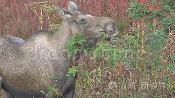 关闭驼鹿的进食视频