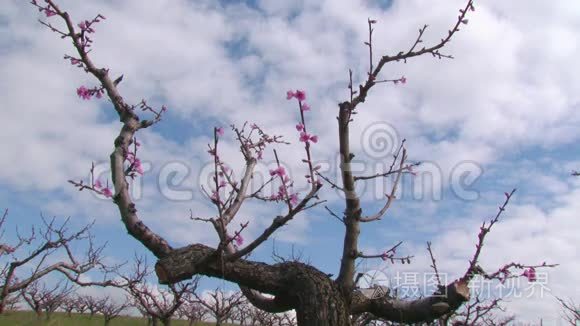 春天的桃花视频