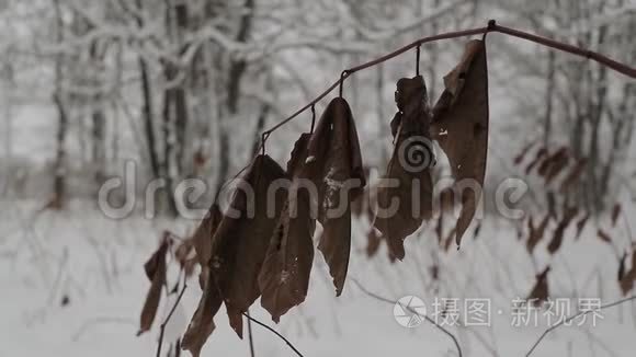 冬天树枝上干的棕色大叶子视频