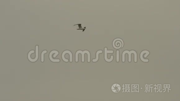 海鸥在灰色的天空中飞翔视频