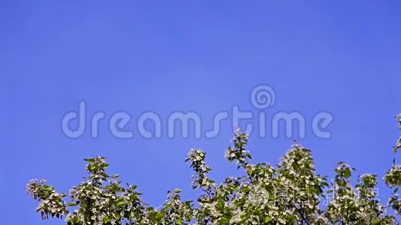 在晴朗的蓝天上绽放的苹果树视频