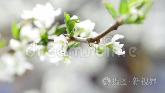 超高清视频镜头开花苹果树视频