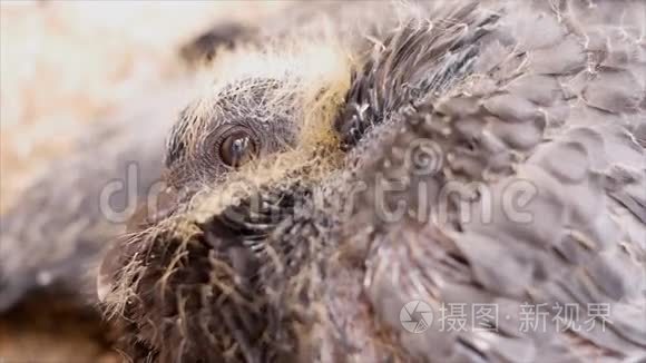 鸽子宝宝在巢里视频