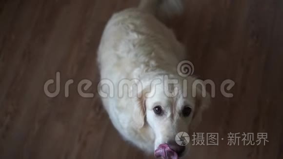 有趣的慢动作视频狗黄金猎犬捕捉食物在家里。 慢动作，高速摄像机