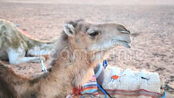 沙漠骆驼咀嚼视频