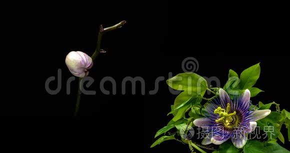 一个盛开的西番莲和兰花的集合，两个时间的拼贴画