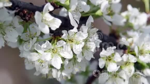 超高清视频镜头开花苹果树