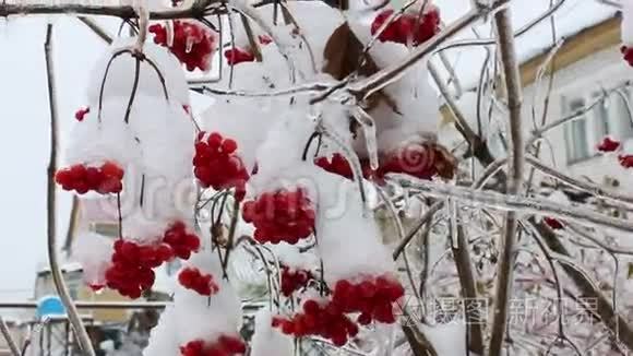 结冰中有浆果的树枝视频