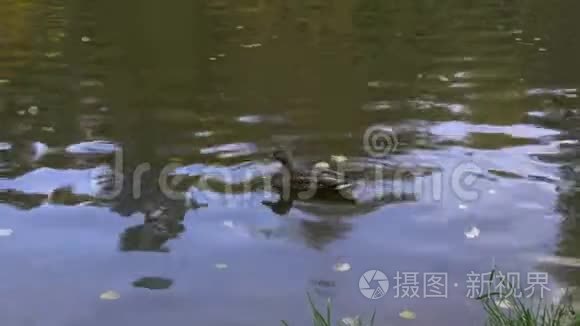 白天鸭子在公园的水里游泳