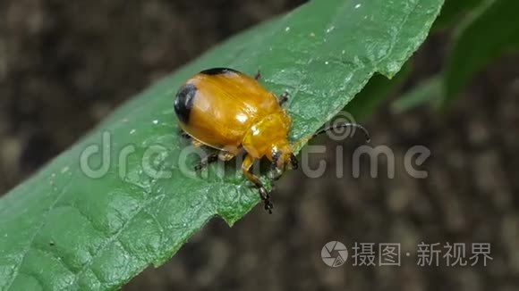 热带雨林树叶上的黄甲虫.短视频