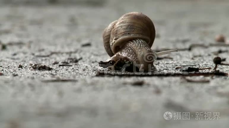 蜗牛探索环境视频