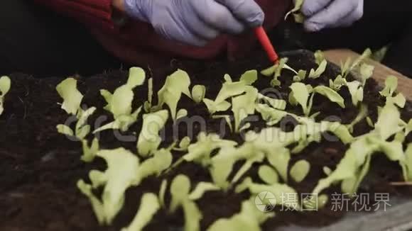 农民种植莴苣沙拉苗视频