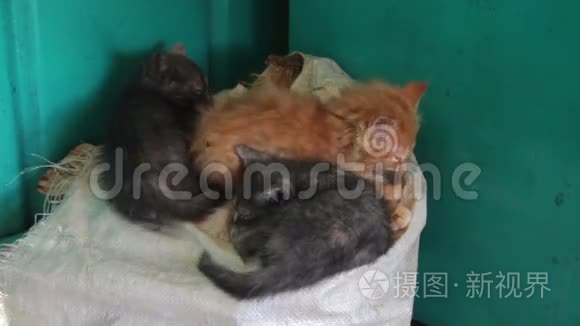 无家可归的小猫睡在袋子上视频