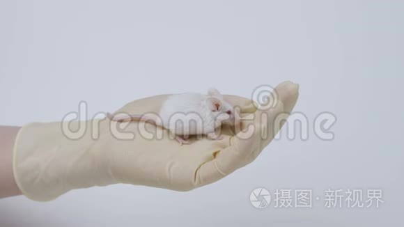 科学家手臂上抱着一只白色的实验室老鼠。