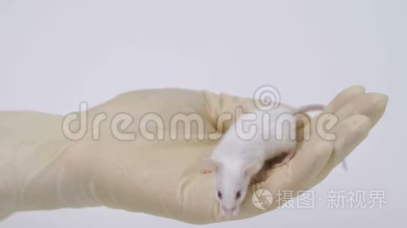 科学家手臂上抱着一只白色的实验室老鼠。