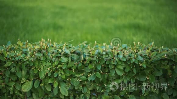 绿色植物的背景墙视频