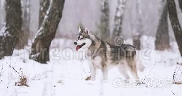 冬季雪林户外活动的西伯利亚犬视频