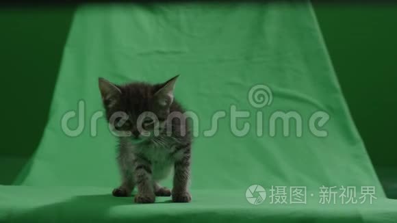 色彩斑斓背景下的小猫视频