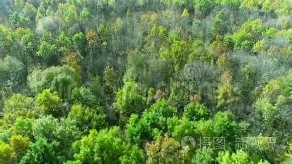 森林景观空中拍摄树木自然风光视频