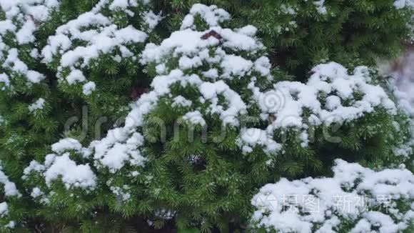 用积雪覆盖圣诞树树枝