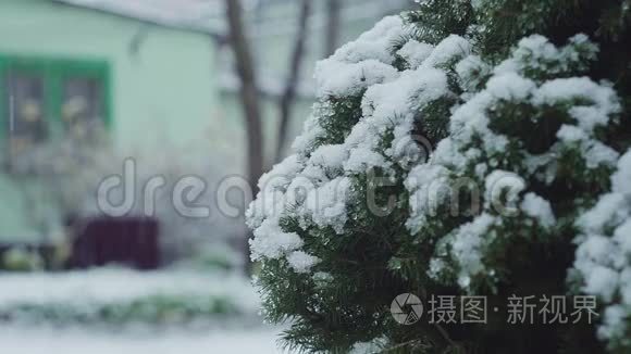 用积雪覆盖圣诞树树枝视频