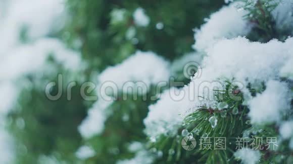 用积雪覆盖圣诞树树枝视频