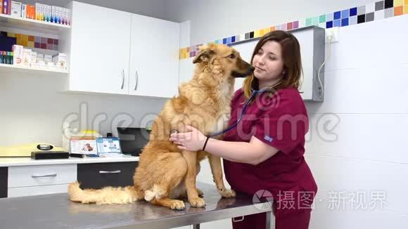 女兽医用听诊器检查可爱的狗