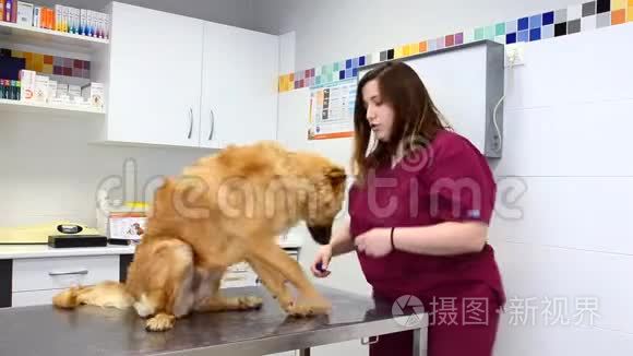 女兽医用听诊器检查可爱的狗视频