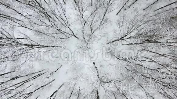 飞越白雪覆盖的森林视频