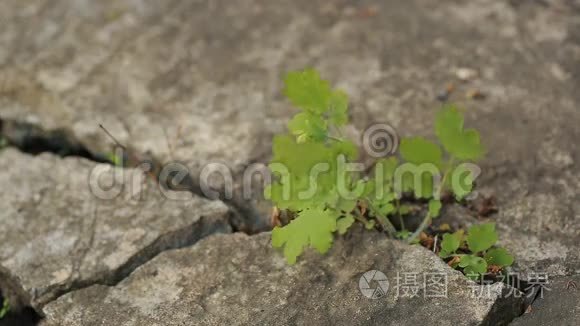 在混凝土裂缝中生长的植物视频