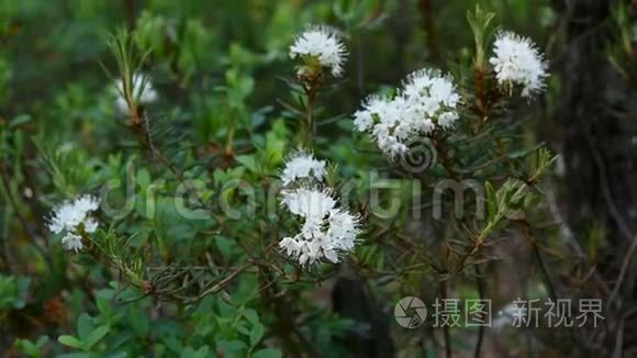 沼泽杜鹃属植物