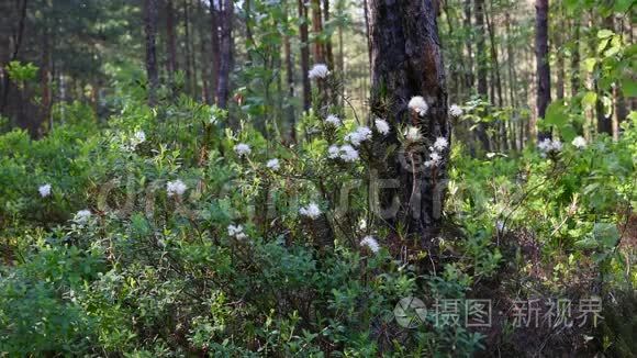 沼泽杜鹃属植物