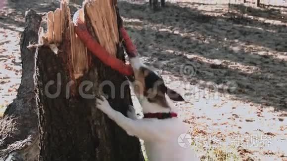 可爱的杰克罗塞尔猎犬付钱