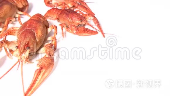 煮熟的红小龙虾视频