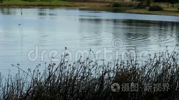 绿色的芦苇和鸟儿飞翔的池塘视频